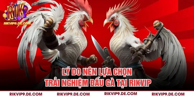 Lý do nên lựa chọn trải nghiệm đấu gà tại Rikvip