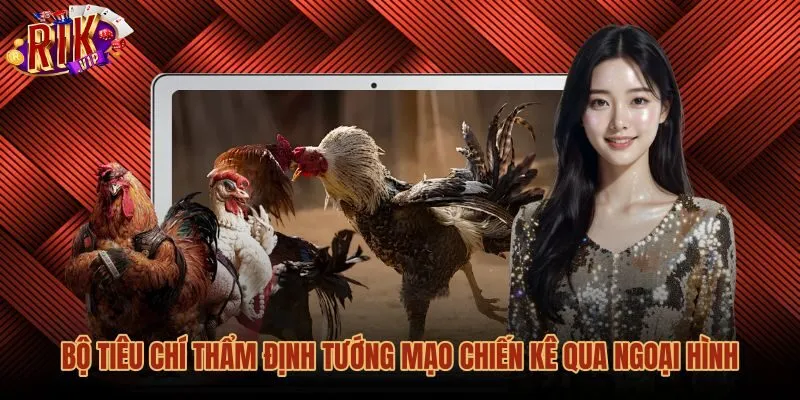 Mẹo đá gà quan sát tướng mạo và kết cấu bước chân
