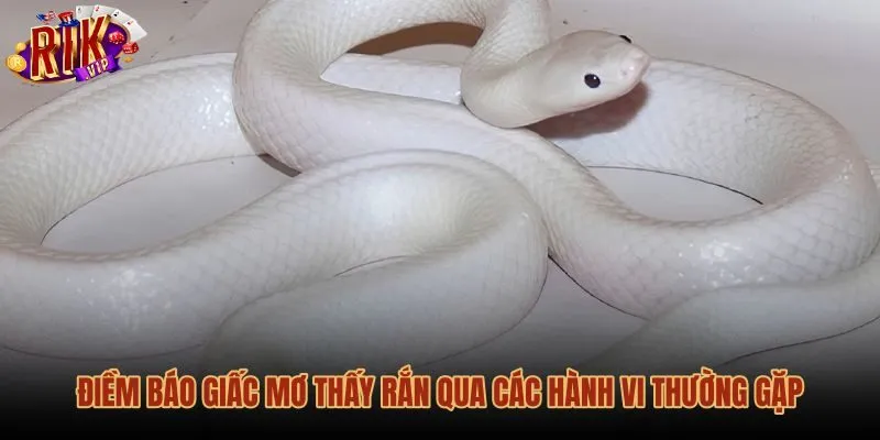 Giải mã điềm báo khi mơ thấy rắn qua từng hành vi