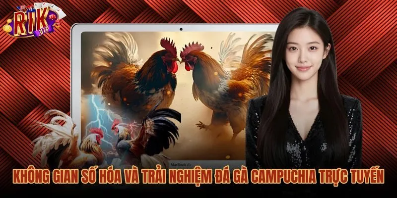 Quá trình số hóa các trận đá gà Campuchia trên nền tảng trực tuyến
