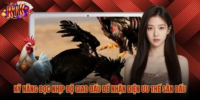 Mẹo đá gà theo dõi nhịp độ và cự ly sàn đấu