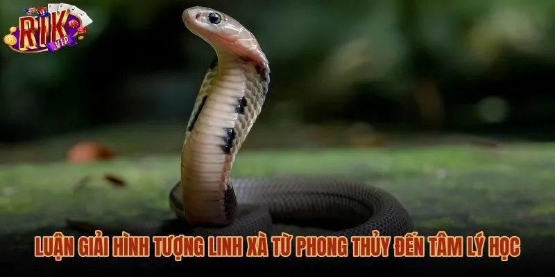 Góc nhìn phong thủy và tâm lý học khi mơ thấy rắn