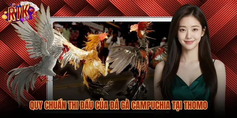 Quy chuẩn phân chạng và thể thức đá gà Campuchia tại Thomo